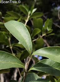 Image result for Chionanthus foveolatus