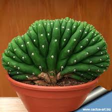 Great diversity of the cactus san pedro as much for its size as for its effect and quality, only in fertilizer for cactus 400 ml. Trichocereus Pachanoi Forma Cristata