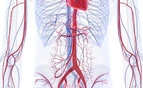 La aorta transporta la sangre rica en oxígeno desde el corazón hacia el resto del cuerpo. Abdominal Aortic Aneurysm Life Saving Screening Medicalfacts