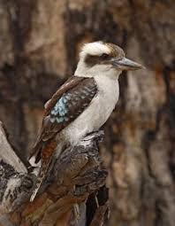 Laughing Kookaburra Australian Native Animals Australia Animals Australian Native Birds