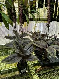 Image result for Malaxis