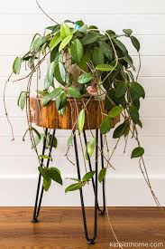 Once you have chosen the container, pour enough water to submerge the. Step By Step Hoya Propagation Kippi At Home