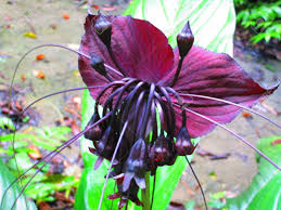 Bat plant's inclusion by total price of event. Black Bat Flowers Scientifically Known As Tacca Chantrieri Is Stock Photo Picture And Royalty Free Image Image 41910322