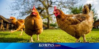 Check spelling or type a new query. Kamasutara Satwa Ayam Betina Menyimpan Ratusan Juta Sperma Saat Kawin Halaman All Kompas Com