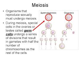 Which animal cell type undergoes meiosis. Chapter Terms 1 Diploid 2 Haploid 3 Autosomes