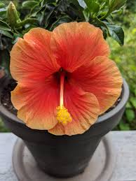 If you have one indoors, cover the soil with aluminum foil. I Ve Had This Hibiscus Plant For Five Years It Got Me Into Gardening When I Graduated College Anyone Have Any Recommendations For House Plants Gardening