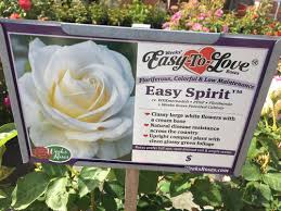 Schau dir angebote von ‪rose bare root‬ auf ebay an. Easy Spirit