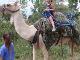 It was exported all over the world and is now relatively common in australia and north america, where is has been used sporadically over the yea. The Best Camel Puns Punstoppable