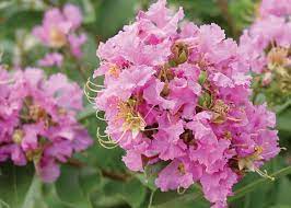We did not find results for: Lagerstroemia Dazzle Me Pink Crape Myrtle