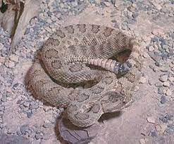 7 Amazing Grand Canyon Facts Grand Canyon Canyon Grand Canyon National Park