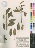 Image result for Ficus tremula