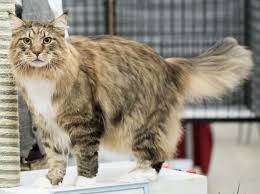 Wir haben noch 4 mädels und 1 kater frei. The Maine Coon America S Cat The Clinton Courier