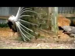 Youtube Darwin S Theory Of Evolution Natural Selection Science Cells