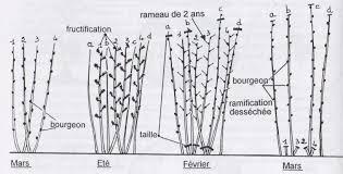 Qui ne rêve pas de framboises goûteuses dans son jardin ? Taille Des Framboisiers Les Mordus De La Pomme