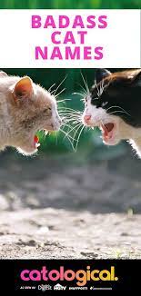 Looking For A Badass Mean Or Unique Name For Your New Male Or Female Kitten We Ve Made A List Of The Best Kitten Names Boy Badass Cat Names Cute Cat