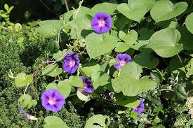 Check spelling or type a new query. 13 Trellis Plants Climbing Flowering Vines You Can Start Today Trees Com