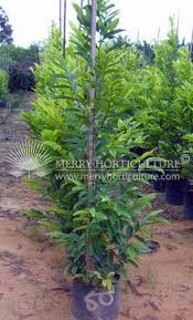 Image result for Suregada