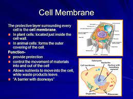 Outermost covering of animal cell is made up of. Cell Structure Typical Structures Found In Plant And Animal Cells Ppt Download