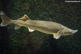 Отряд осетрообразные (acipenseriformes) рыло (рострум) удлиненное, рот нижний с отряд осетрообразные (acipenseriformes) подкласс хрящевых ганоидов (chondrostei) включает в. Acipenseriformes Storartige Dahmstierleben