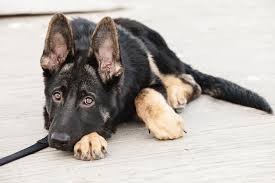 2 photographs of the dog, one head view and one side view or documentation from a licensed veterinarian stating what. What S With All This Paperwork Ckc