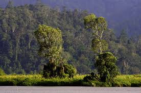 Lindu couple is already signing off breakup. Lore Lindu National Park Sulawesi Roamindonesia Com