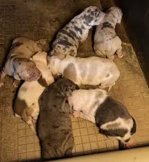 catahoula puppies behavior and characteristics until one