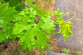 Image result for Colomerus vitis