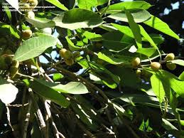 Image result for Ficus saussureana