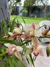 Image result for Ypsilopus erectus