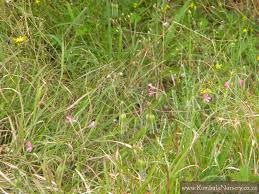 Image result for Pelargonium alchemilloides