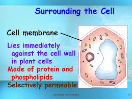 We did not find results for: Basic Structure Of A Cell Copyright Cmassengale 1