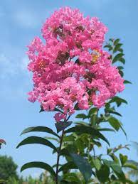 Nama bunga stock flower (matthiola incana). 38 Gambar Bunga Warna Pink Rudi Gambar