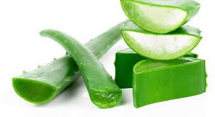 Image result for lidah buaya