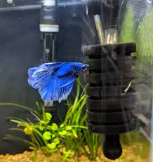 All bettas are tropical fish found in the warm and hot waters at lower altitudes in southeast asia. How To Properly Keep A Betta Fish Odin Aquatics