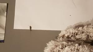 Kaufrechtlich kann der befall von silberfische in wohnungen und häusern einen mangel darstellen. Riesen Silberfisch Wohnung Insekten