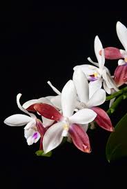 Image result for Cynorkis anacamptoides