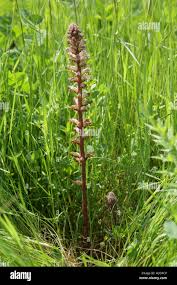 Image result for Orobanche minor