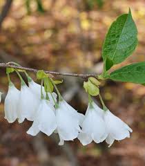 Image result for Halesia
