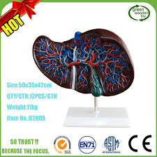 Interactive 3d liver anatomy application. Medical Teaching Simulation Type Plastic 3d Human Anatomy Liver Model Buy Human Anatomy Liver Model 3d Human Anatomy Liver Model Medical Teaching Simulation Type Plastic 3d Human Anatomy Liver Model Product On Alibaba Com