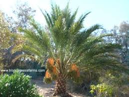 Maybe you would like to learn more about one of these? Medjool Date Palm Trees For Sale Medjool Dates