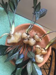 A zz plant that is suffering from root rot will show poor growth. Raven Zz From Amazon Warning Root Rot Houseplants