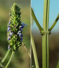 County, texas, manager, university, carolina, athens, free people check with all available information for the name on the internet. Euro Med Checklist Notulae 13