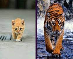 Kumpulanceritadongenguntukanak pages 1 17 text version fliphtml5. 87 Gambar Kucing Jadi Macan Kekinian Gambar Pixabay