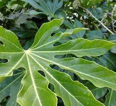 Image result for Araliaceae