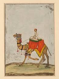The camel is a large mammal famous for its characteristic humps and its ability to survive in the desert. Camel Skeleton Diagram Human Anatomy