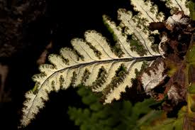 Image result for Aleuritopteris