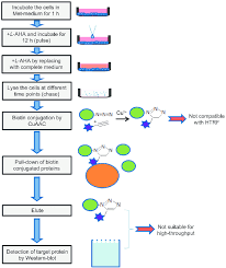 A Pulse Chase Experiment Mastering Biology Quiz