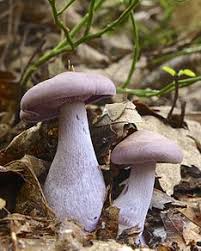 Pin On Mushrooms
