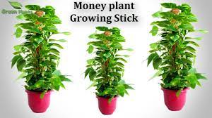 We all earn money, don't we? Real Coir Stick Making For Money Plant Money Plant Growing Stick Coir Stick At Home Green Plants Youtube