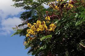 Image result for Limeum pterocarpum